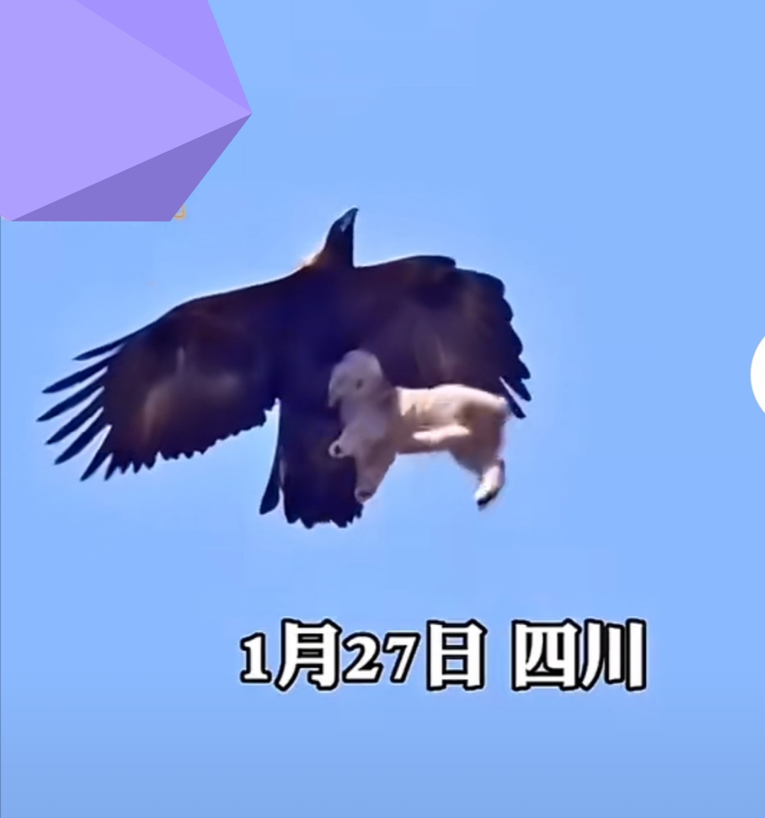 费德勒赛事官方发布惊险取胜新规，老鹰争议不断！